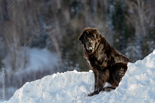 Beautiful Black Newfoundland Dog in Winter in Quebec Canada photo