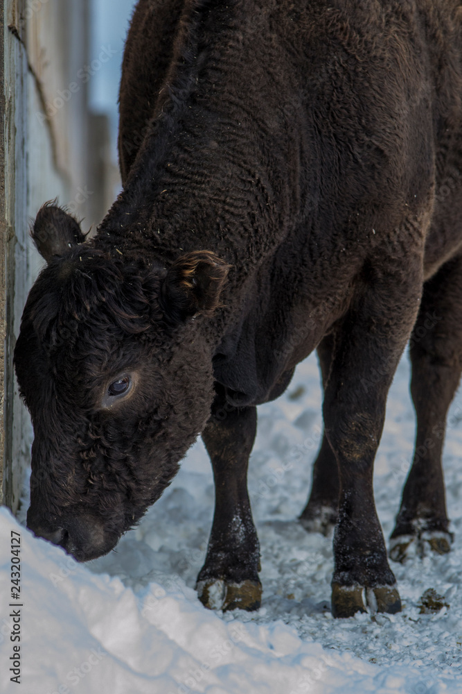 Black Angus and Charolais Cow Standing in the Snow in Winter Black Angus and Charolais Cow Standing in the Snow in Winter