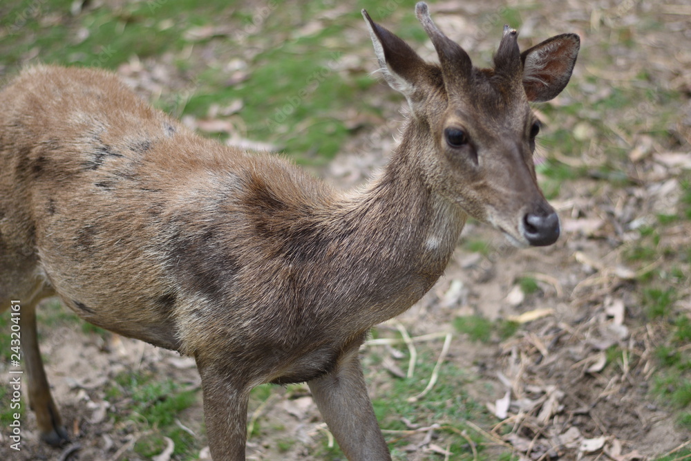 fallow deer