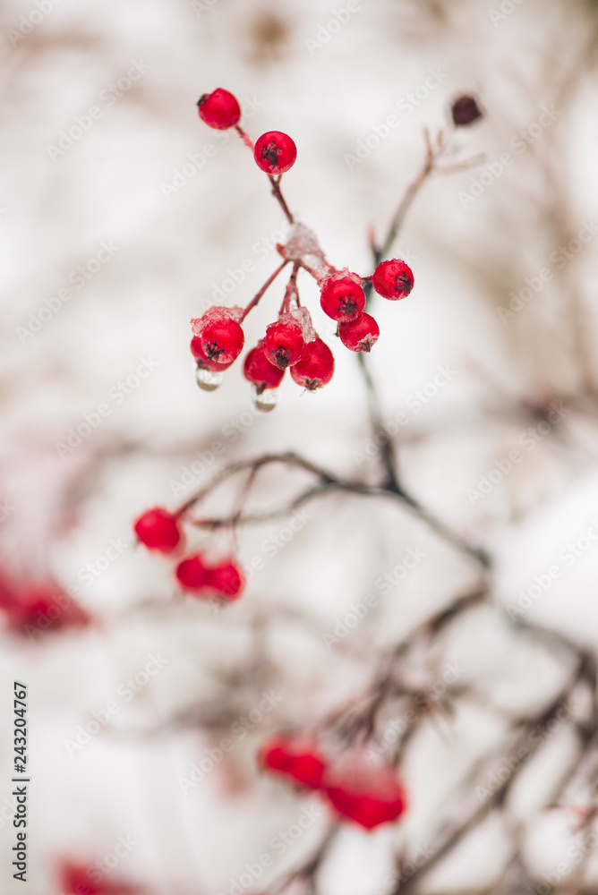 red berries in snow. space for text.