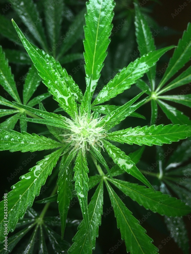 grn grn