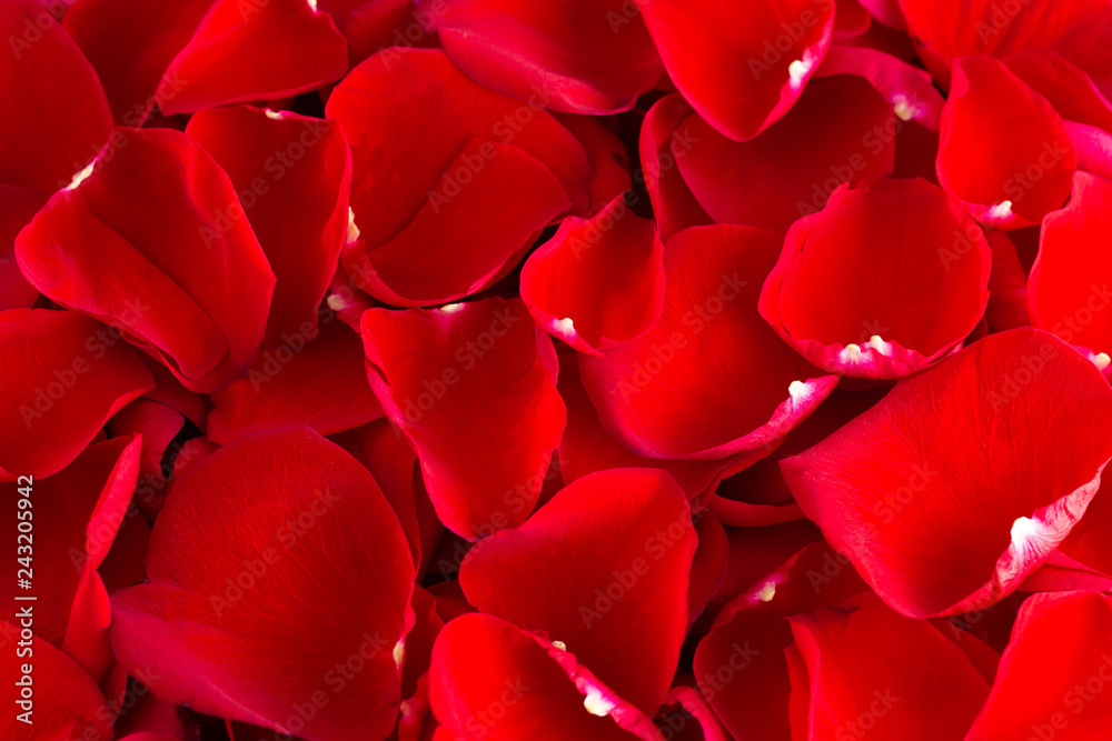 ABackground of Fresh Red Rose Petals