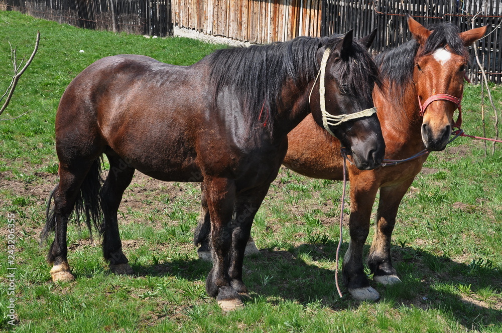 heavy horse heavy horse