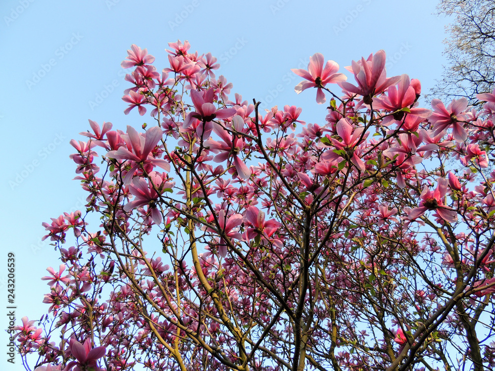 Magnolia Galaxy during flowering. Spring Magnolia Galaxy during flowering. Spring