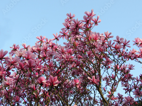 Magnolia Galaxy during flowering. Spring