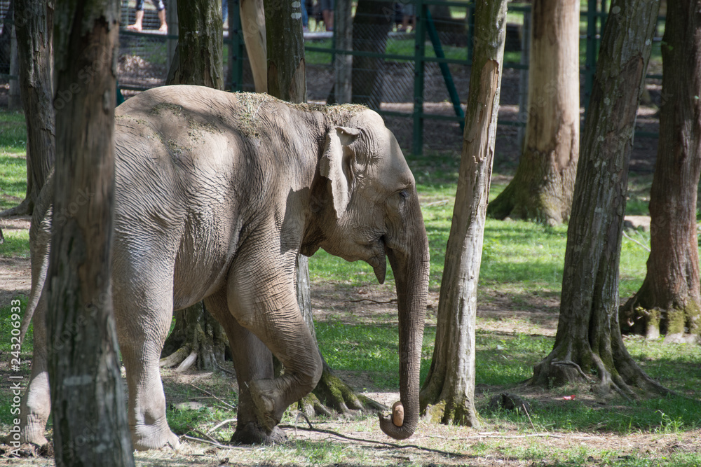 Naklejka premium Słoń w zoo w Targu Mures, Rumunia, 2018