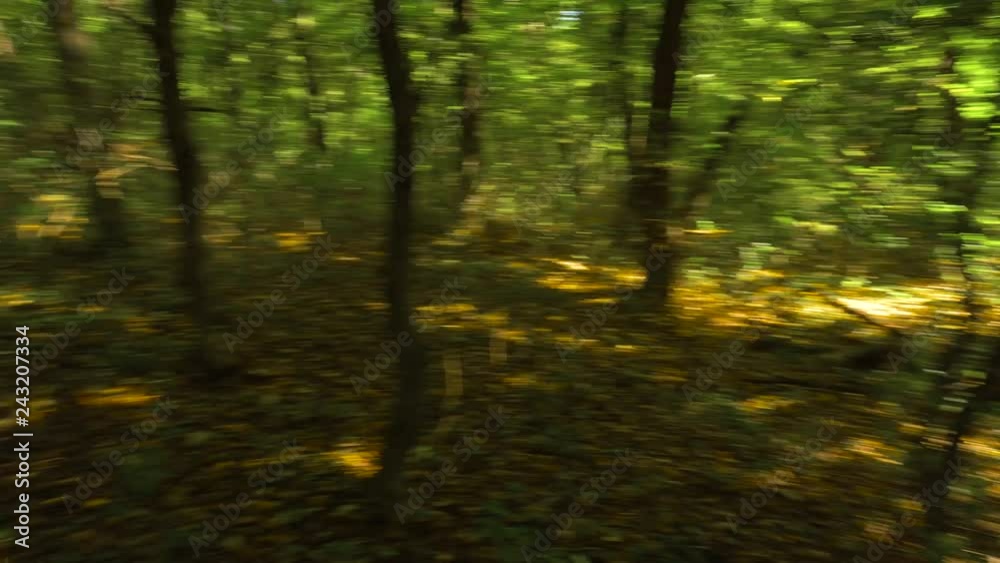 Fast spinning in the forest Fast spinning in the forest
