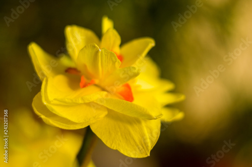 Amazing yellow huge bright daffodils in sunlight. © Wingedbull