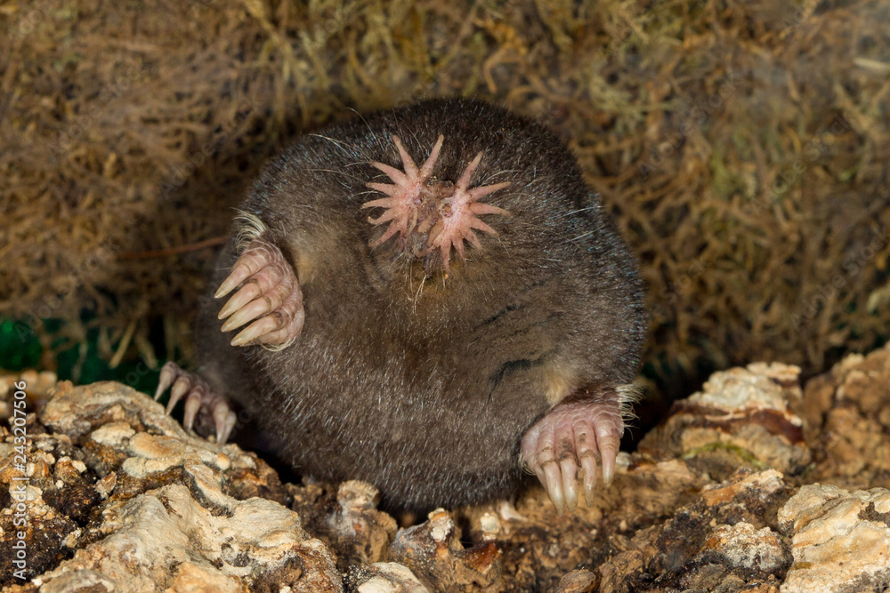 Star-nosed Mole taken in central MN under controlled conditions Star-nosed Mole taken in central MN under controlled conditions