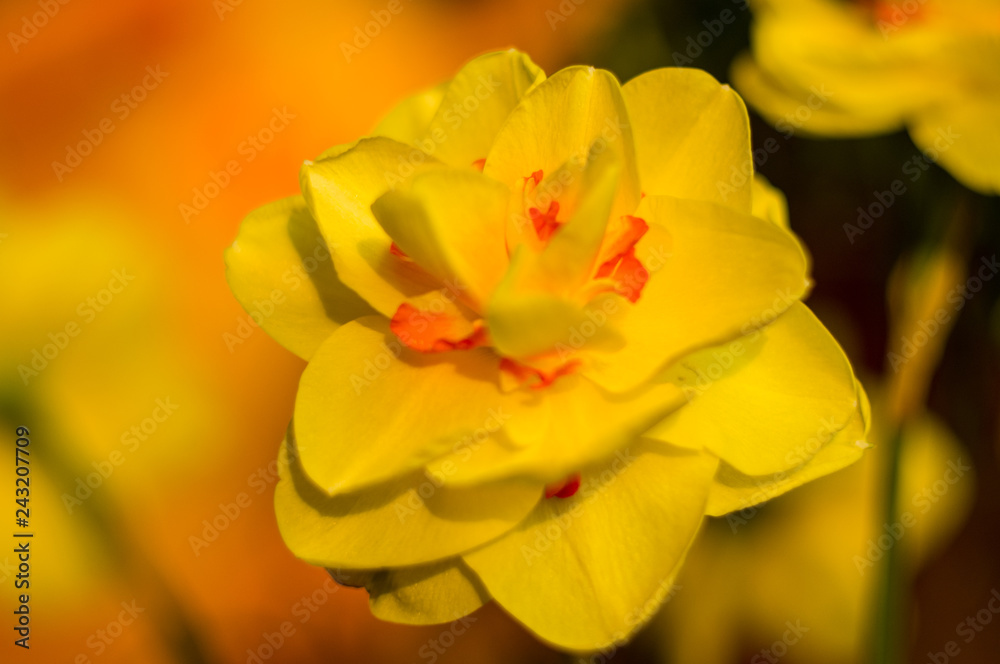 Amazing yellow huge bright daffodils in sunlight.
