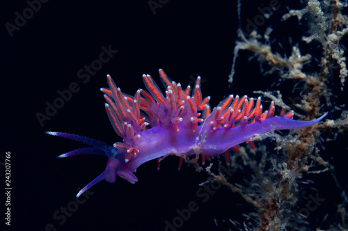 A small purple invertebrate slides over the algae in search of food. © veliferum