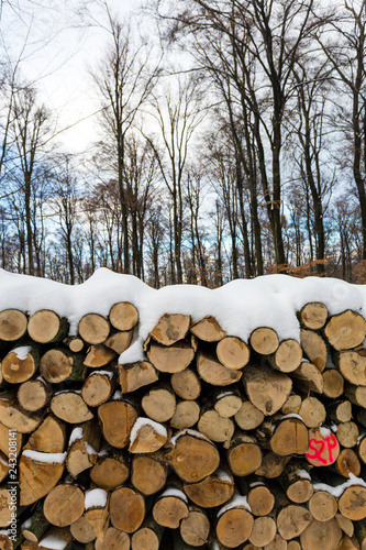 Woodlogs in the winter forest photo