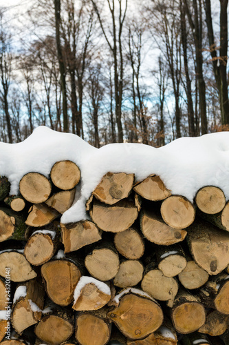 Woodlogs in the winter forest