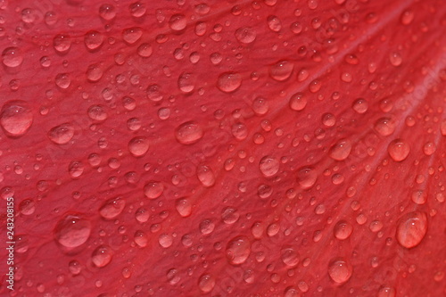 Japanese red rose,detail, petal with drops of water