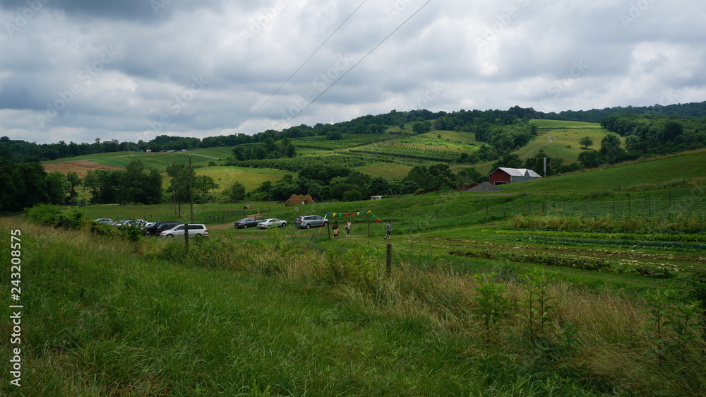 American life / strawberry picking.Farms and fields. American life / strawberry picking.Farms and fields.