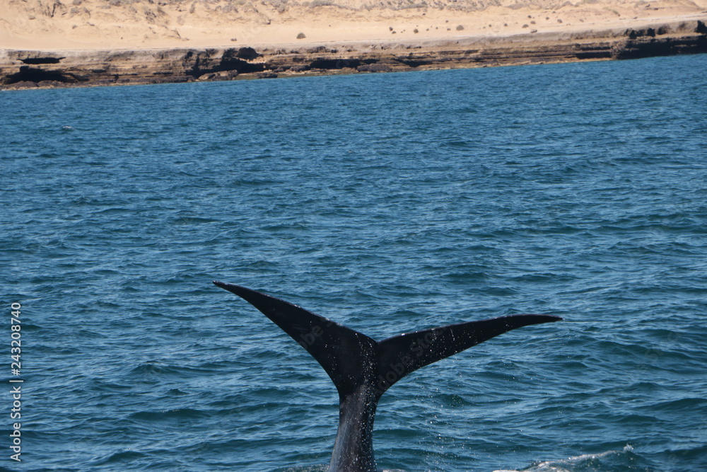 Naklejka premium Baleine franche australe