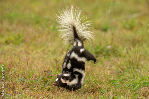 Eastern Spotted Skunk doing handstand before spraying taken under controlled conditions