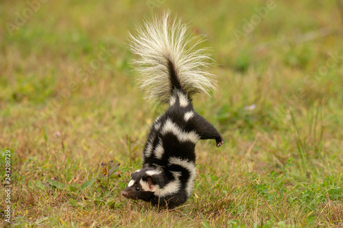 Canvas Print Eastern Spotted Skunk doing handstand before spraying taken under controlled con