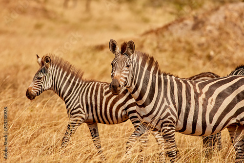 Wild Zebras