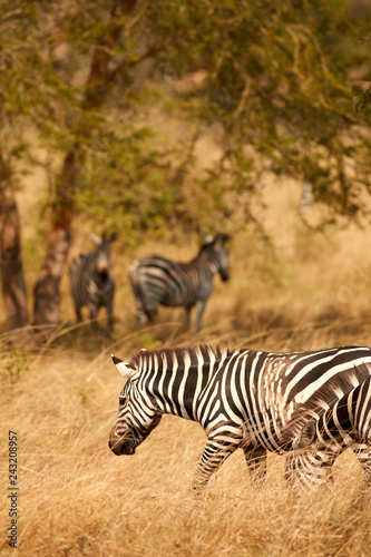 Fototapeta Naklejka Na Ścianę i Meble -  Wild Zebras