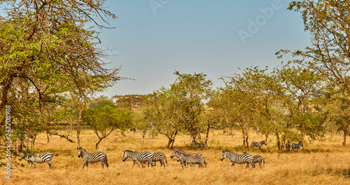 Wild Zebras