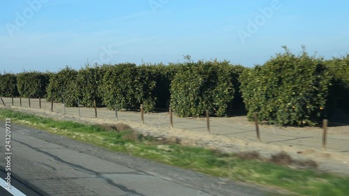 Wallpaper Mural Slow motion passenger view. Passing citrus trees. Fresno County, California, USA. Torontodigital.ca