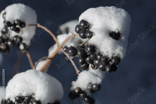 Fototapeta Naklejka Na Ścianę i Meble -  The privet  under the snow. Winter frostbite of shrubby plants. The poisonous black berry has ripened. Subtle swirly bokeh in the background.