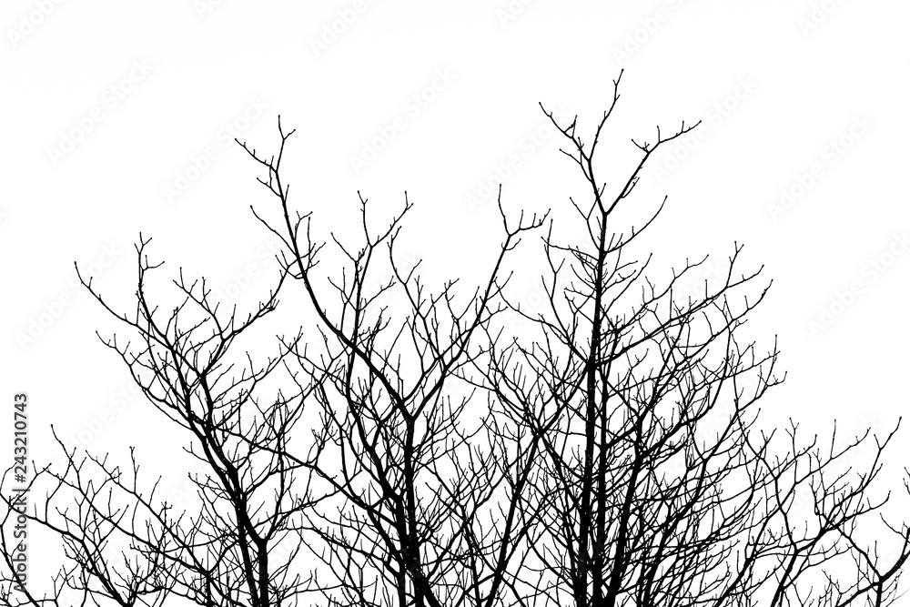 silhouette of dense branches on the tree with bright sky background in black and white