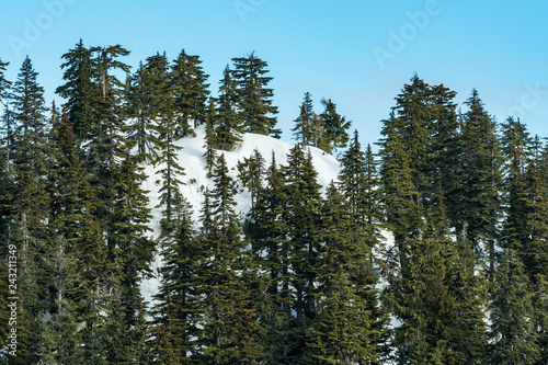 snow covered hill top filled with green pine trees under blue sky