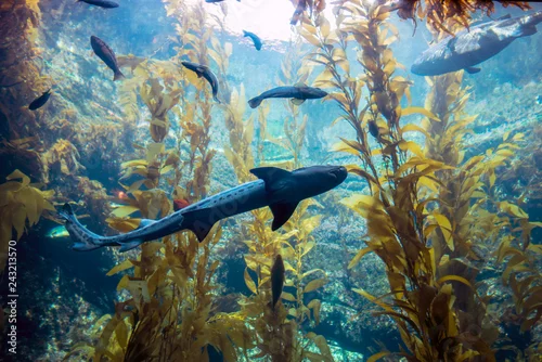 Obraz  Leopard Shark