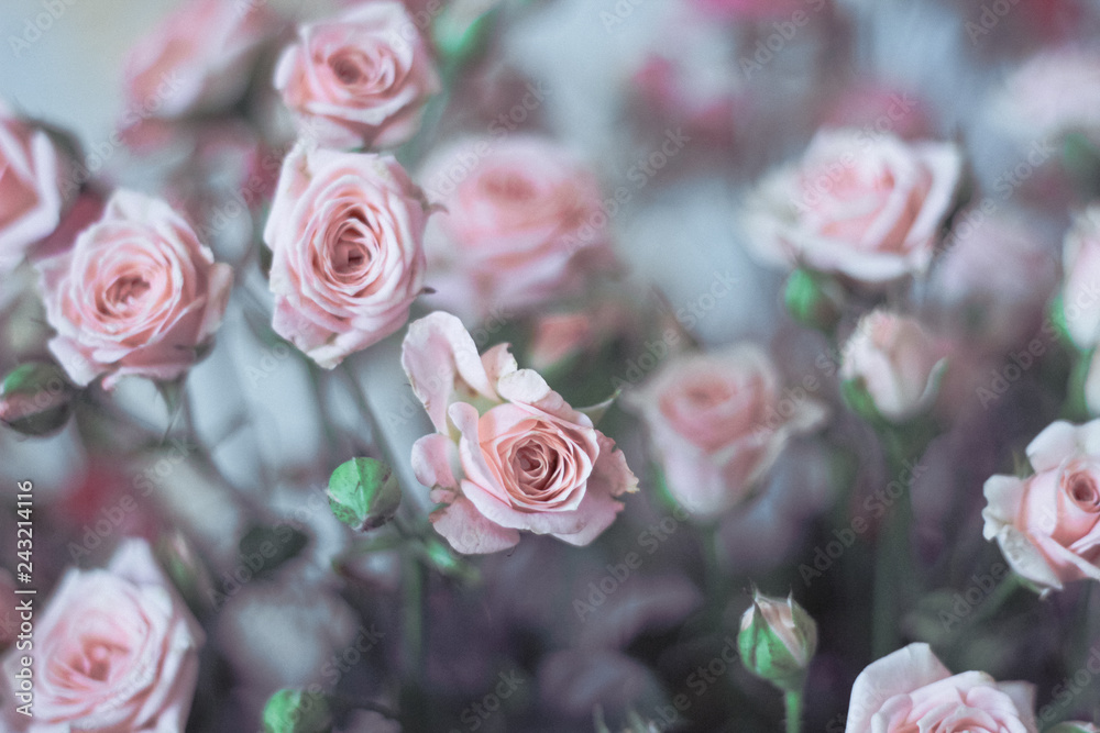 bouquet of pale roses bouquet of pale roses