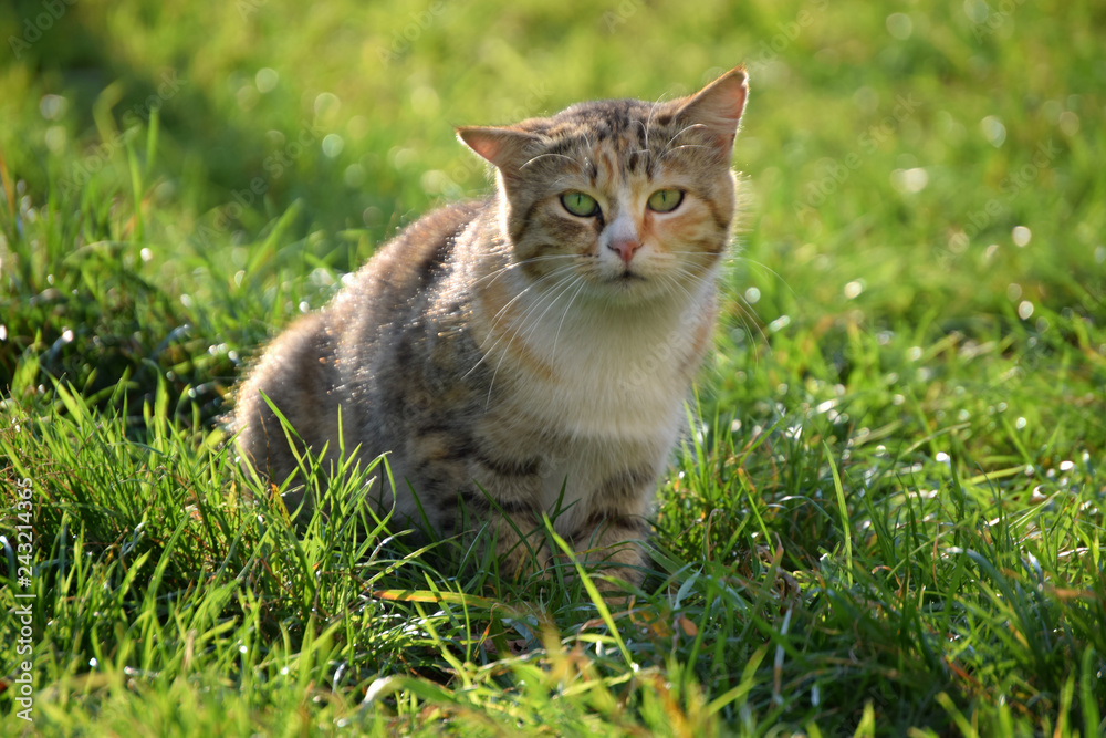 Cat lowered her ear sitting on the green grass on a summer day