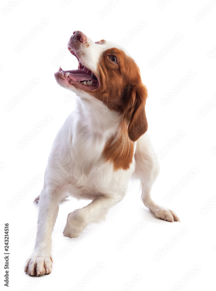 Brittany spaniel playing on a white background