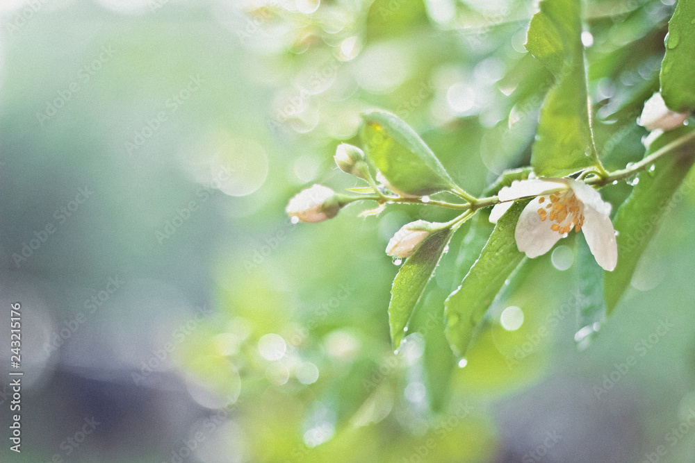 Fototapeta premium branch of apple tree in bloom