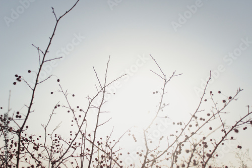 abstract background branches