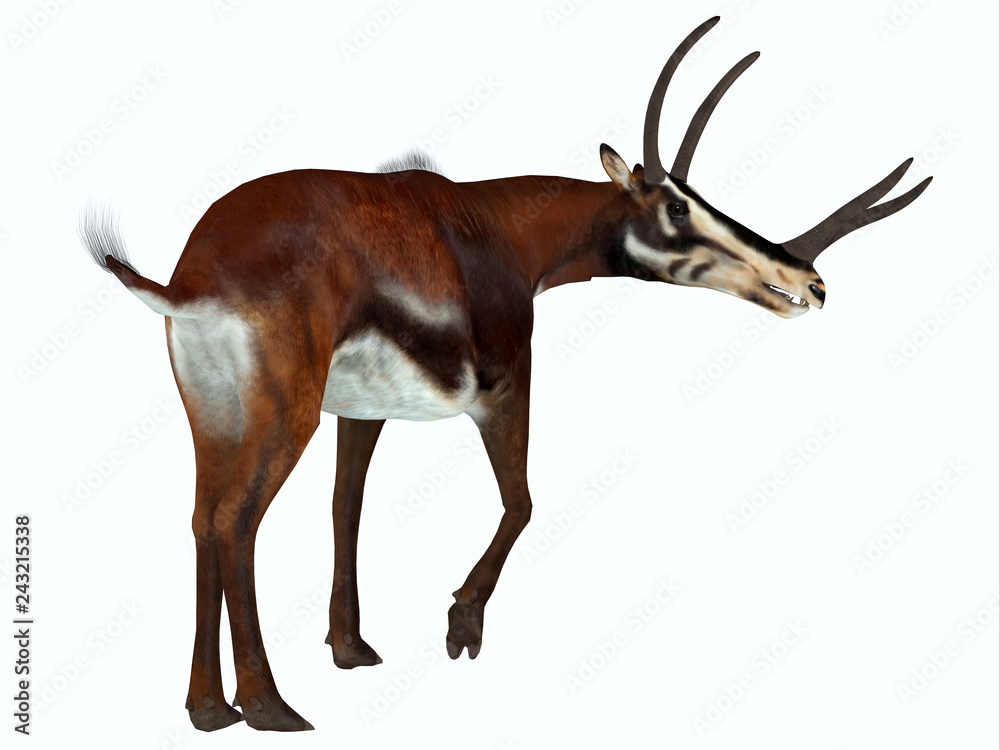 Kyptoceras Mammal Tail - Kyptoceras was an antelope mammal that lived on  the plains of North America during the Miocene Period. Stock Illustration |  Adobe Stock