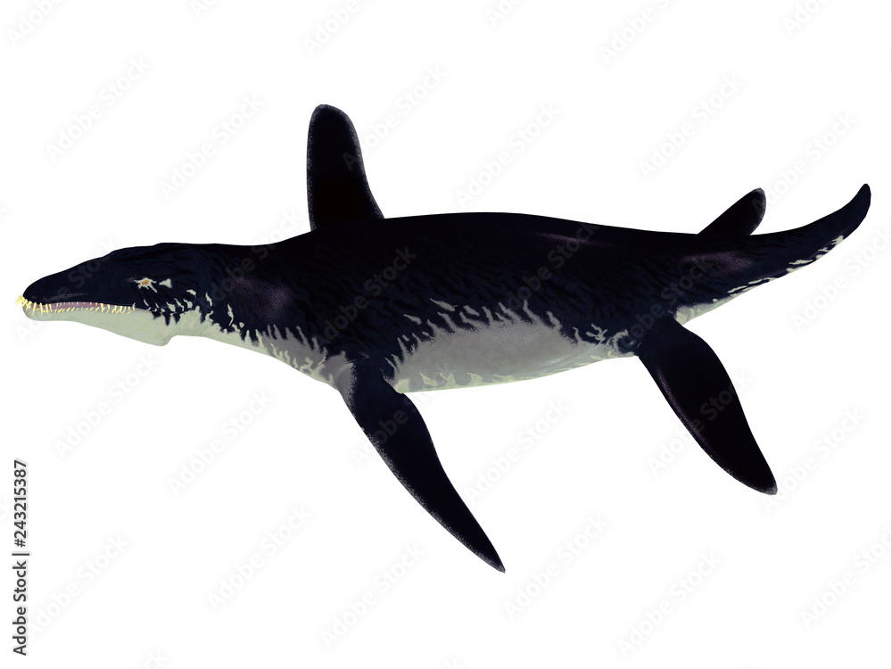 Obraz premium Liopleurodon Reptile Side Profile - Liopleurodon was a large carnivorous marine reptile that lived in the seas off England and France during the Jurassic Period.