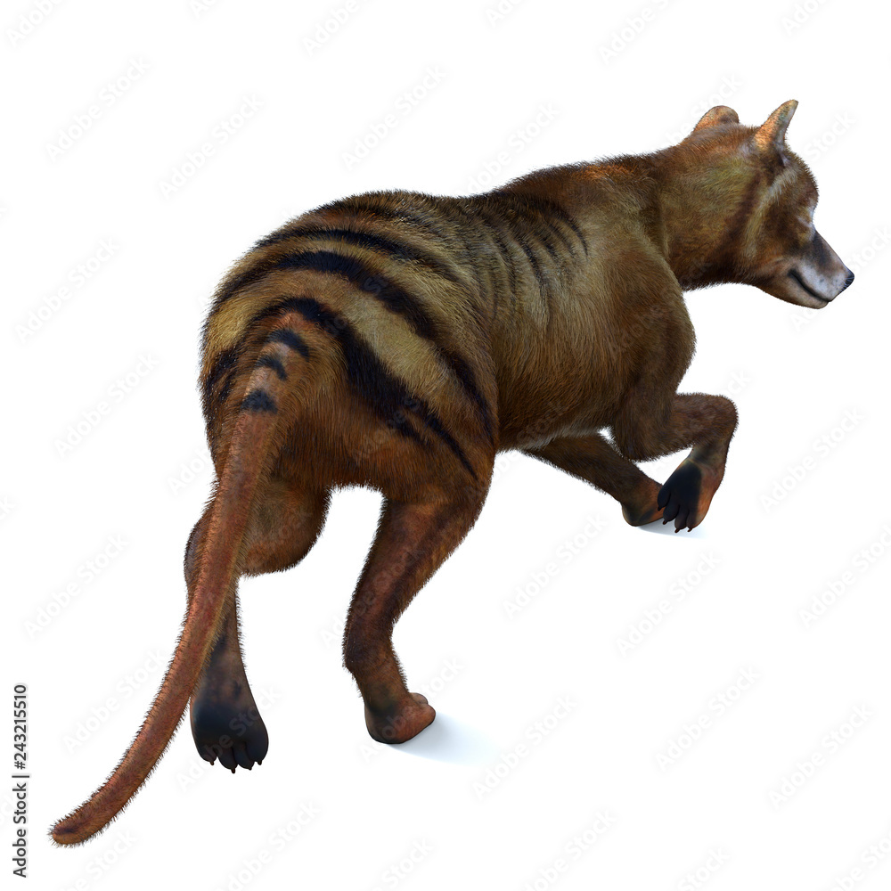 Thylacine Marsupial Tail The Thylacine marsupial was an extinct
