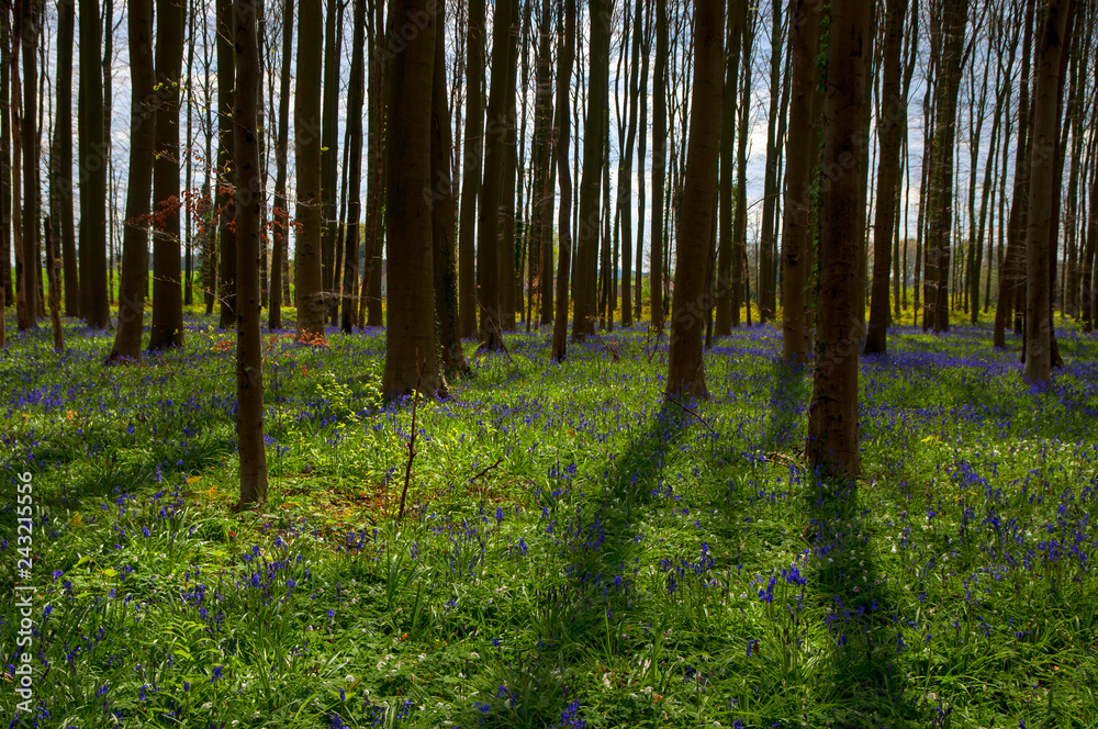 Fototapeta premium Bois de Halle