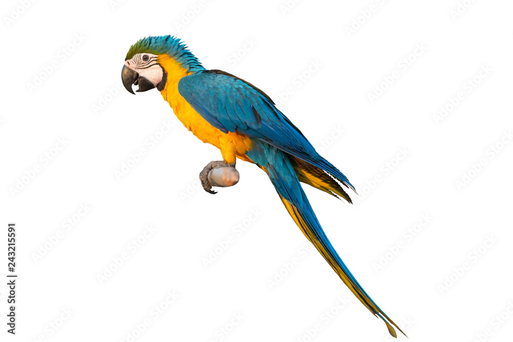 Closeup macaw isolated on white background blue and gold