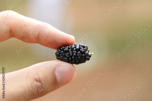 blackberries in hands © Lucas