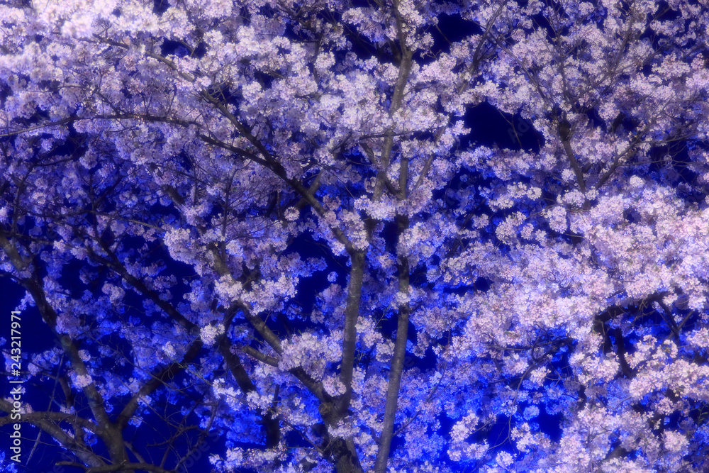Obraz premium 夜桜