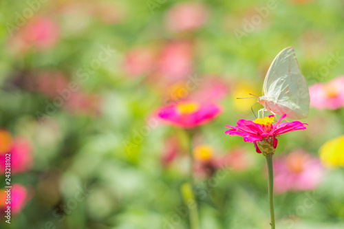 Flower butterfly in the garden