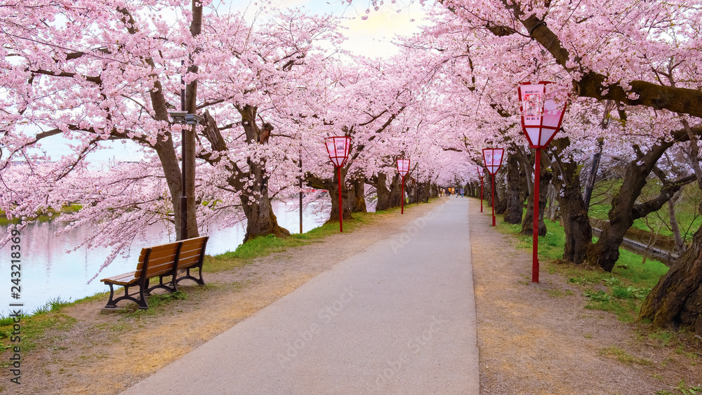 Fototapeta premium Pełny kwiat Sakura - Czereśniowy okwitnięcie przy Hirosaki parkiem, Japonia