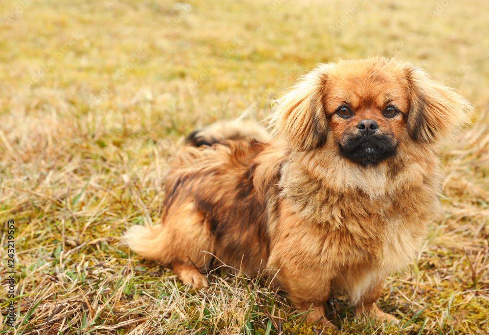 Fototapeta premium Adorable fluffy dog sitting on grass outdoors