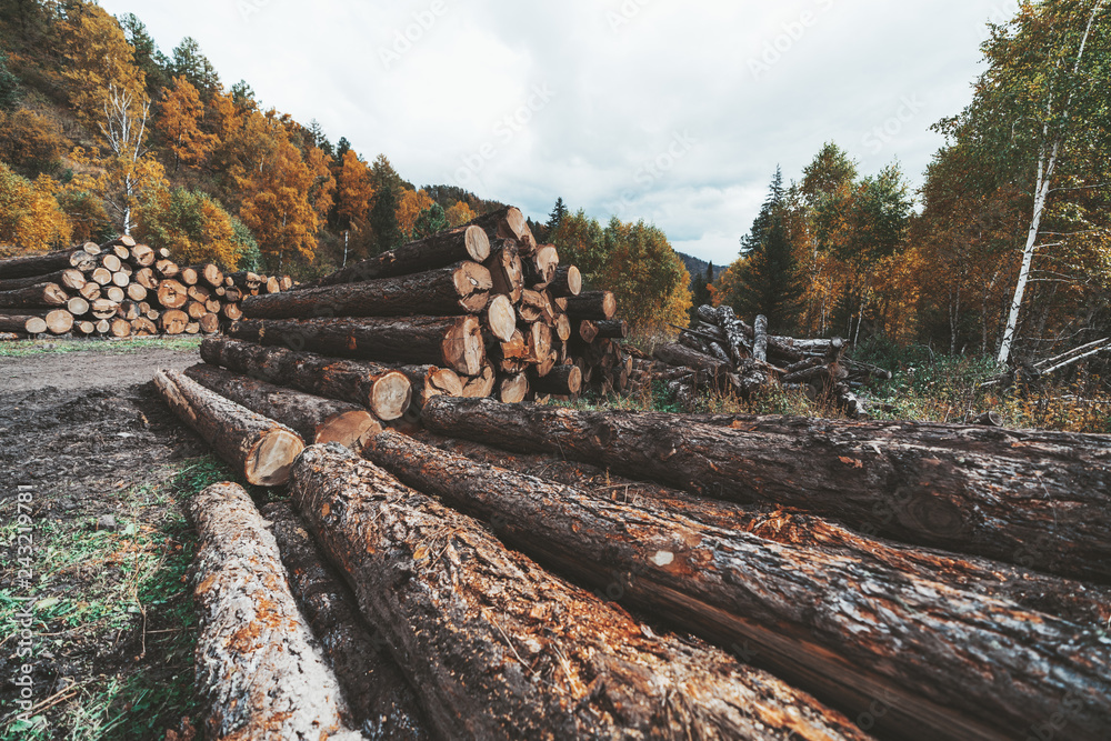 Wide-angle view of a logging camp on the countryside in an autumn forest with heaps of recently cut tree trunks; numerous timber near a rural sawmill in fall settings with hills in the background Wide-angle view of a logging camp on the countryside in an autumn forest with heaps of recently cut tree trunks; numerous timber near a rural sawmill in fall settings with hills in the background