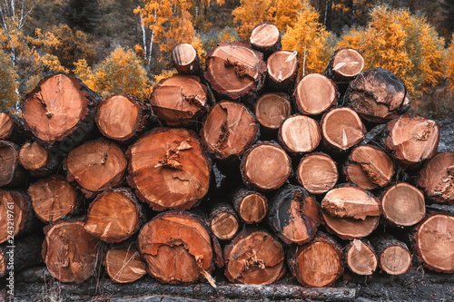 Frontal view of the cross-sections of the raw tree cuts in an autumn wood  round tree cuts in a heap near a sawmill in a logging camp outdoors with a fall forest in the background with yellow birches