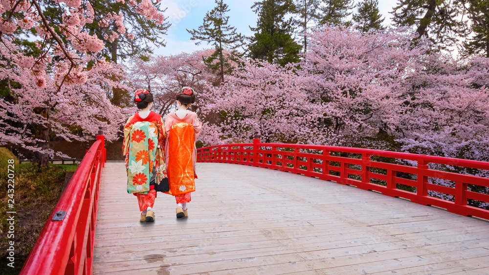 Naklejka premium Japońska gejsza z Pełnym kwiatem Sakura - Czereśniowy okwitnięcie przy Hirosaki parkiem, Japonia