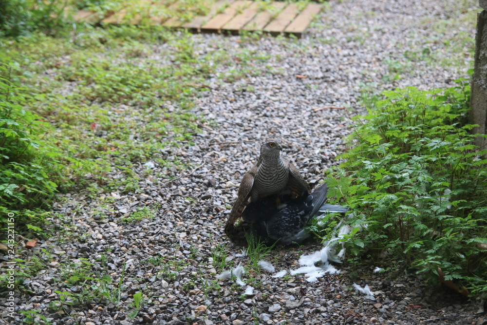 Obraz premium Epervier