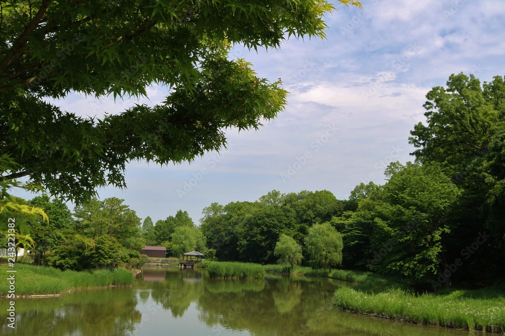 風景　新緑　池　茨城